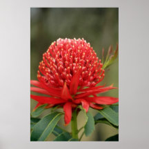Waratah in bloom, Australia flowers Posters