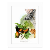 Warbler and Redstart Postcards