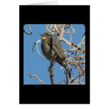 Warbler in Joshua Tree National Park Greeting Cards