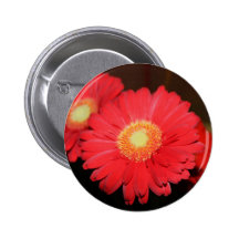 Warm Gerber Daisy Pin