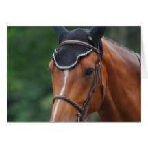 Warmblood Horse  Greeting Card