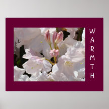 WARMTH White Rhodies Flowers art prints Healing