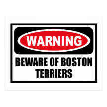 Warning BEWARE OF BOSTON TERRIERS Postcard