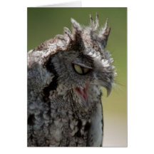 Warning From a Screech Owl note card