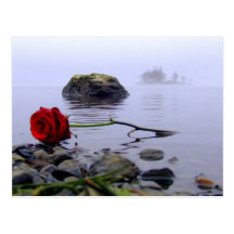 Washed Ashore Red Rose Post Card