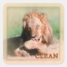 Washing lion square stickers