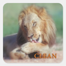 Washing lion square stickers