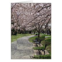 washington dc cherry blossom greeting card