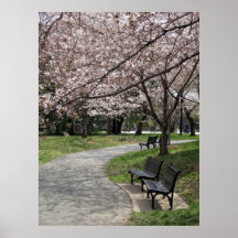 washington dc cherry blossom print