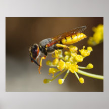 Wasp Print