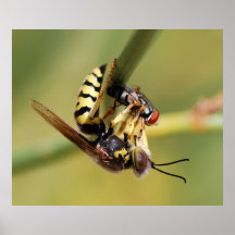 Wasp Print