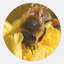 Wasps Insect Sticker