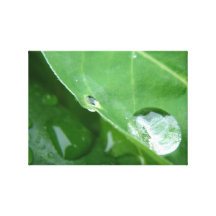 Water Drop Leaf Canvas Prints