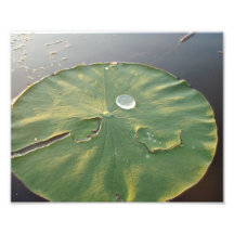 Water Drop on Lily Pad Photo Print