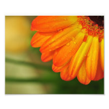 water drop orange flower nature photograph