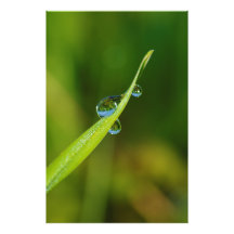 Water Droplets on a Green Blade of Grass Art Photo