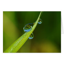Water Droplets on a Green Blade of Grass Greeting Cards