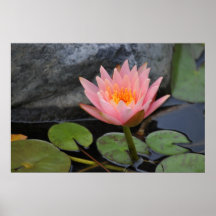 Water Lilies Poster