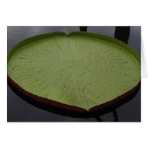 Water Lilly Leaf Note Card
