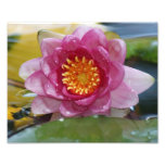 Water Lily 10x8 Photographic Print