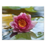 Water Lily Bloom Photographic Print