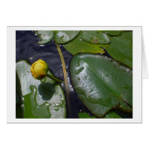 Water Lily Card