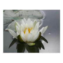 Water Lily Flower Photography Postcard