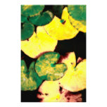 Water lily leaves