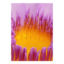 Water Lily Macro Invites