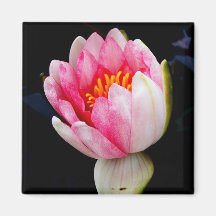 Water Lily Magnets