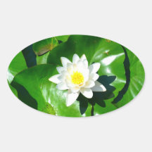 Water Lily Oval Stickers