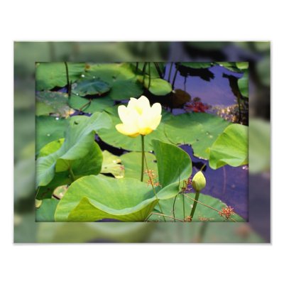Water lily by catsphotography