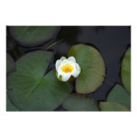 Water lily photo print
