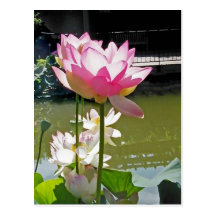Water Lily Post Card