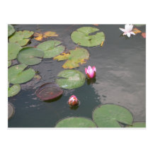 Water Lily Post Cards