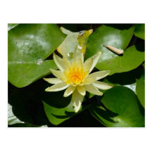 Water Lily Postcard