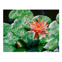 Water Lily Postcard