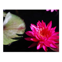 Water Lily Postcard
