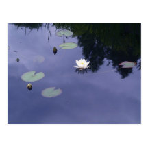 Water Lily Postcard