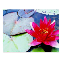 Water Lily Postcard 2