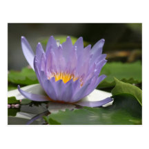 Water Lily Postcards