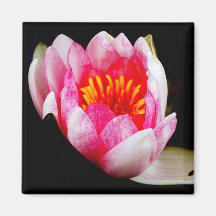 Water Lily Refrigerator Magnet