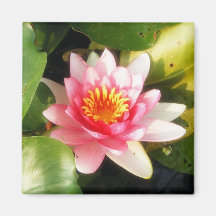 Water Lily Refrigerator Magnet