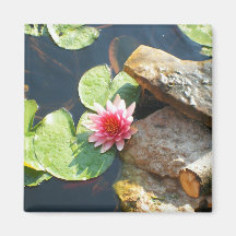 Water Lily Refrigerator Magnets
