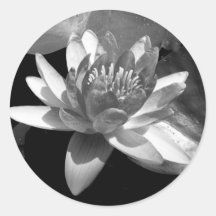Water Lily Round Stickers