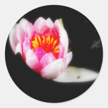 Water Lily Sticker
