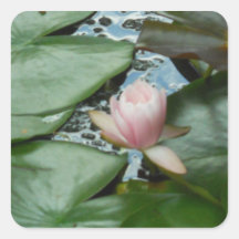 water lily sticker by bbillips