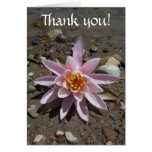 Water Lily Thank You Cards