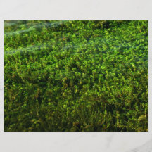 Water plants underwater in pond personalized flyer