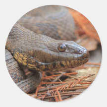 Water Snake Round Stickers